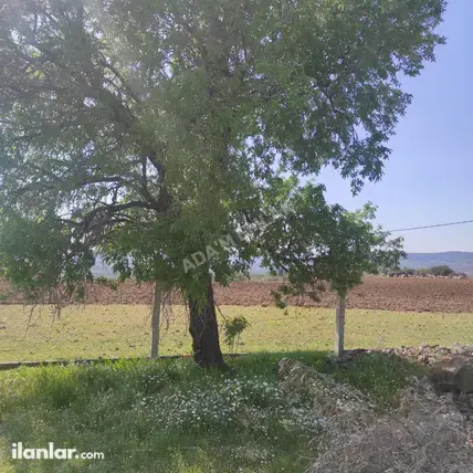 İzmir Torbalı Dirmil Mahallesi 820 m² satılık zeytinlik arsa - Fotoğraf 3