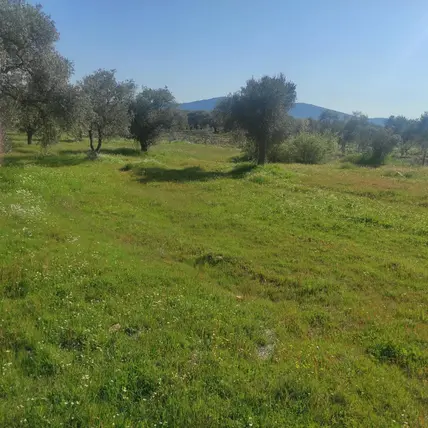 İzmir Torbalı Dirmil Mahallesi 546 m² satılık tarla arsa - Fotoğraf 2
