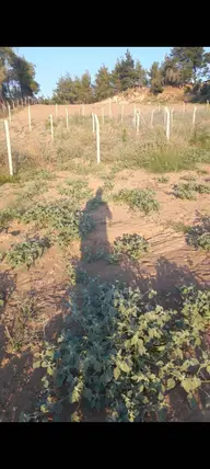 Adana Karaisalı Topaktaş Mahallesi 1.090 m² satılık tarla arsa - Fotoğraf 2