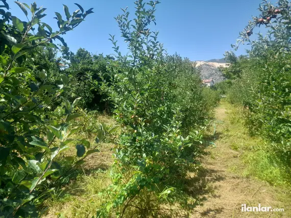 Isparta Eğirdir Bağlar Mahallesi 289 m² satılık bağ & Bahçe arsa - Fotoğraf 2