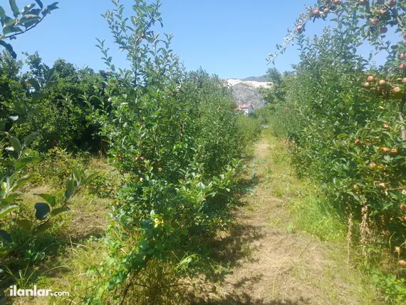 Isparta Eğirdir Bağlar Mahallesi 289 m² satılık bağ & Bahçe arsa - Fotoğraf 3