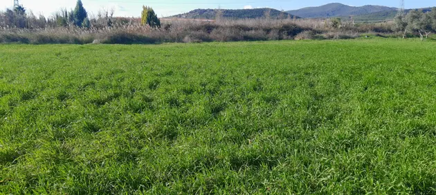 İzmir Torbalı Arslanlar Mahallesi 3.400 m² satılık arazi arsa - Fotoğraf 2