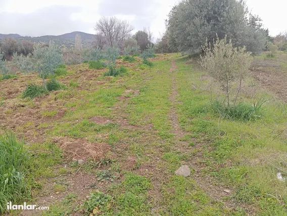 Manisa Salihli Karaağaç Mahallesi 427 m² satılık bağ & Bahçe arsa - Fotoğraf 3