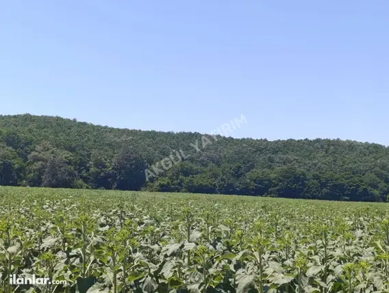 Tekirdağ Saray Küçükyoncalı Mahallesi 5.790 m² satılık tarla arsa - Fotoğraf 3