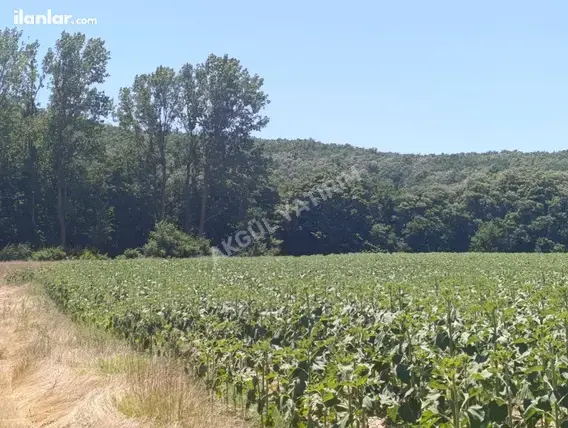 Tekirdağ Saray Küçükyoncalı Mahallesi 5.790 m² satılık tarla arsa - Fotoğraf 2