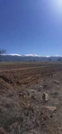 Denizli Tavas Bahçeköy Mahallesi 1.227 m² satılık tarla arsa - Fotoğraf 2