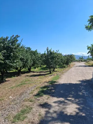 Sakarya Pamukova Yenice Mahallesi 4.840 m² satılık bağ & Bahçe arsa - Fotoğraf 2