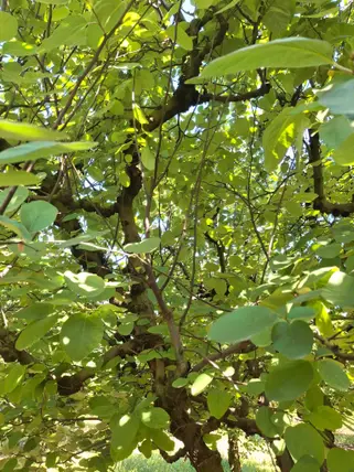Sakarya Pamukova Yenice Mahallesi 4.840 m² satılık bağ & Bahçe arsa - Fotoğraf 3