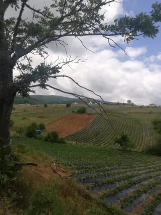 Sakarya Pamukova Çilekli Mahallesi 795 m² satılık tarla arsa - Fotoğraf 2