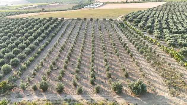 Manisa Salihli Akören Mahallesi 6.150 m² satılık tarla arsa - Fotoğraf 3