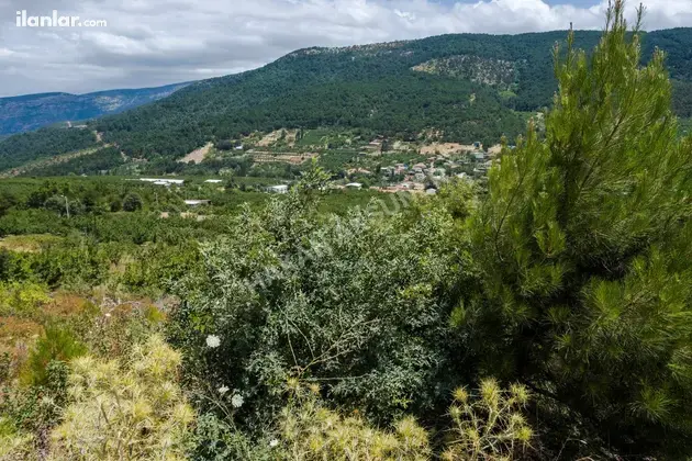 İzmir Kemalpaşa Kamberler Mahallesi 5.978 m² satılık bağ & Bahçe arsa - Fotoğraf 3