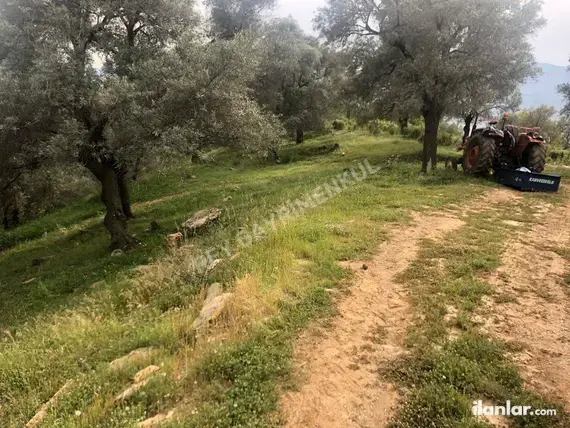 Muğla Milas Kılavuz Mahallesi 5.920 m² satılık zeytinlik arsa - Fotoğraf 2