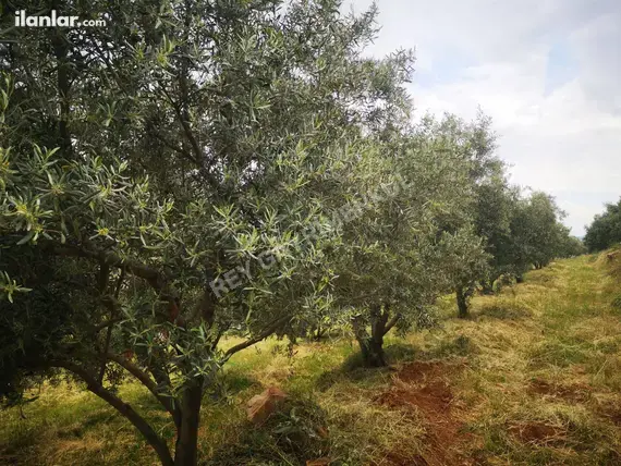 Denizli Tavas Seki Mahallesi 4.283 m² satılık tarla arsa - Fotoğraf 2