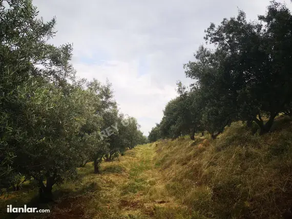 Denizli Tavas Seki Mahallesi 4.283 m² satılık tarla arsa - Fotoğraf 3