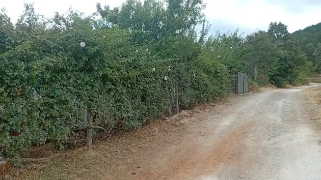 Çanakkale Bayramiç Osmaniye Köyü Mahallesi 374 m² satılık bağ & Bahçe arsa - Fotoğraf 3