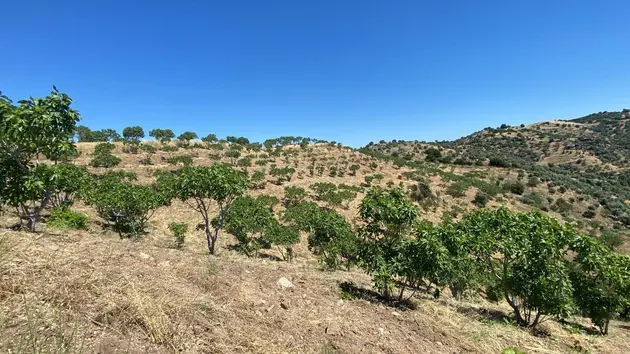 Aydın Yenipazar Paşaköy Mahallesi 15.778 m² satılık tarla arsa - Fotoğraf 2