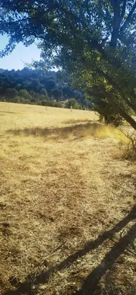 Denizli Acıpayam Karaismailler Mahallesi 551 m² satılık tarla arsa - Fotoğraf 3
