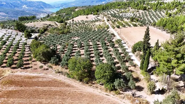 Aydın Bozdoğan Örencik Mahallesi 4.000 m² satılık zeytinlik arsa - Fotoğraf 3