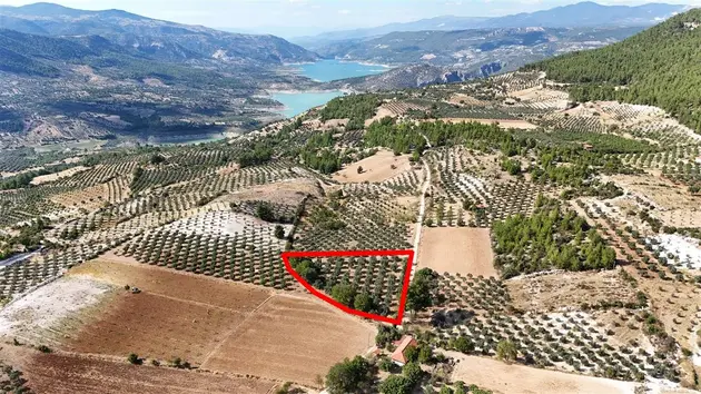 Aydın Bozdoğan Örencik Mahallesi 4.000 m² satılık zeytinlik arsa - Fotoğraf 2