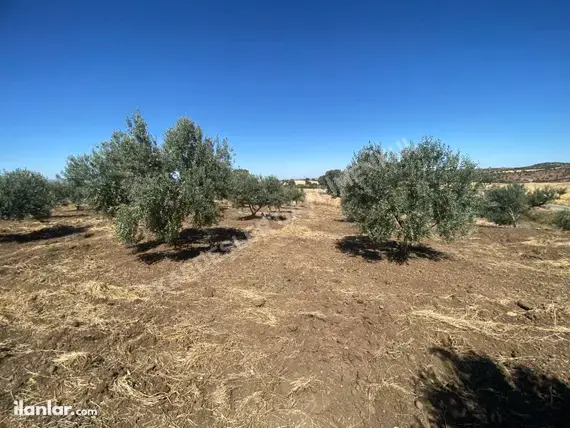 Manisa Kula Kenger Mahallesi 5.500 m² satılık tarla arsa - Fotoğraf 2