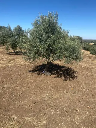 Manisa Kula Kenger Mahallesi 5.500 m² satılık tarla arsa - Fotoğraf 3