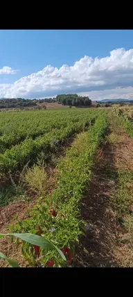 Denizli Acıpayam Köke Mahallesi 12.243 m² satılık tarla arsa - Fotoğraf 2