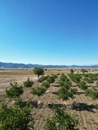 Denizli Tavas Bahçeköy Mahallesi 2.185 m² satılık konut arsa - Fotoğraf 3
