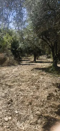 Aydın Karacasu Ataeymir Mahallesi 8.500 m² satılık zeytinlik arsa - Fotoğraf 2