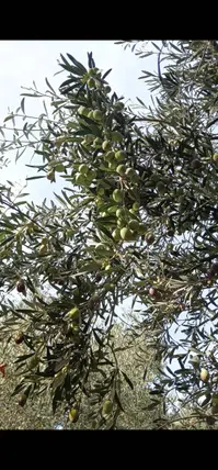 Aydın Karacasu Bereketli Mahallesi 12.000 m² satılık zeytinlik arsa - Fotoğraf 2