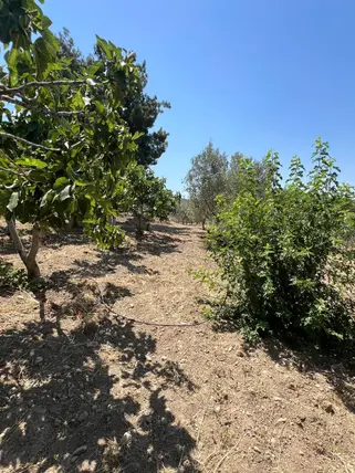 İzmir Buca Karacaağaç Mahallesi 2.488 m² satılık tarla arsa - Fotoğraf 3