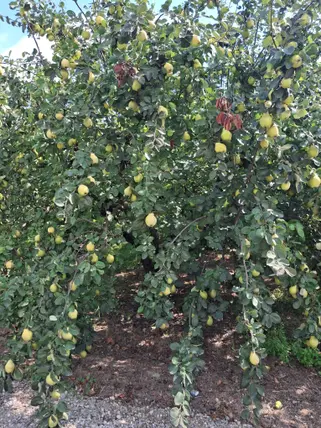 Sakarya Pamukova Yenice Mahallesi 4.160 m² satılık tarla arsa - Fotoğraf 2