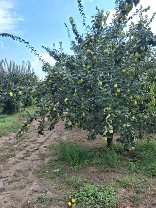 Sakarya Pamukova Yenice Mahallesi 4.160 m² satılık tarla arsa - Fotoğraf 3