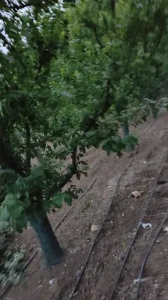 Amasya Merkez Ziyaret, Aşağı Mahallesi 860 m² satılık bağ & Bahçe arsa - Fotoğraf 2