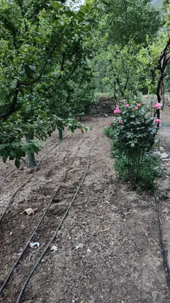 Amasya Merkez Ziyaret, Aşağı Mahallesi 860 m² satılık bağ & Bahçe arsa - Fotoğraf 3