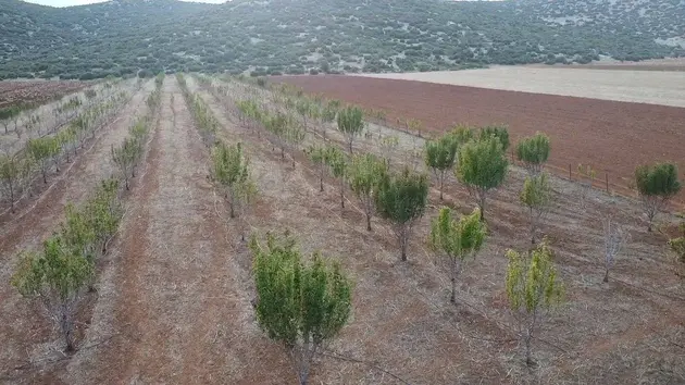 Antalya Korkuteli Bayat Mahallesi 11.200 m² satılık bağ & Bahçe arsa - Fotoğraf 2