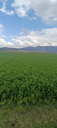 Denizli Acıpayam Akalan Mahallesi 18.366 m² satılık tarla arsa - Fotoğraf 3