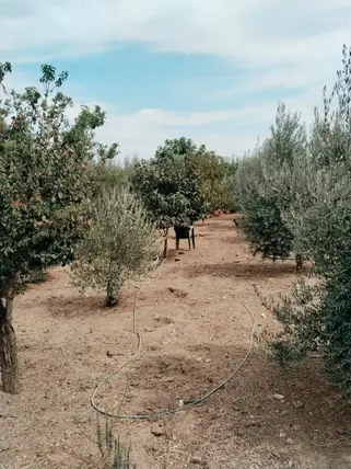 Manisa Ahmetli Gökkaya Mahallesi 1.600 m² satılık bağ & Bahçe arsa - Fotoğraf 3