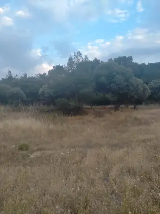 İzmir Foça Ilıpınar Mahallesi 160 m² satılık bağ & Bahçe arsa - Fotoğraf 3