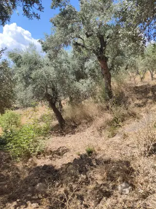 İzmir Torbalı Karaot Mahallesi 909 m² satılık tarla arsa - Fotoğraf 2