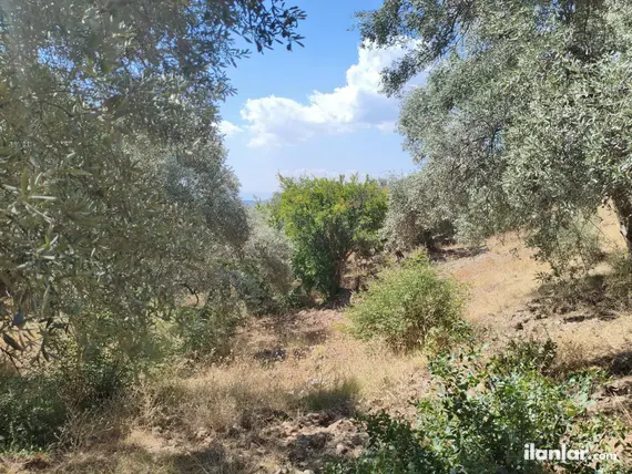 İzmir Torbalı Karaot Mahallesi 909 m² satılık tarla arsa - Fotoğraf 3