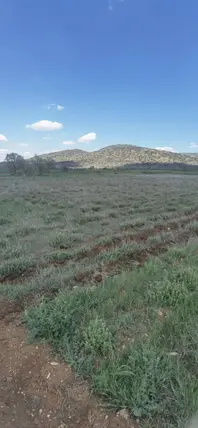 Denizli Bekilli Köselli Mahallesi 2.982 m² satılık tarla arsa - Fotoğraf 2