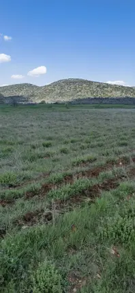 Denizli Bekilli Köselli Mahallesi 2.982 m² satılık tarla arsa - Fotoğraf 3