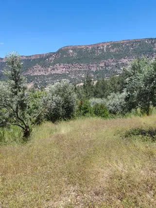Denizli Kale Yenidere Mahallesi 3.762 m² satılık tarla arsa - Fotoğraf 2