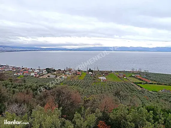 Bursa Orhangazi Gölyaka Mahallesi 1.733 m² satılık zeytinlik arsa - Fotoğraf 2