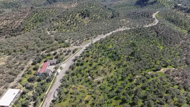 Çanakkale Ayvacık Bahçedere Köyü Mahallesi 3.489 m² satılık zeytinlik arsa - Fotoğraf 2