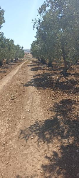 İlan Görseli https://cdn.ilanlar.com/images/l1/l2/{width}/{height}/30001662_1759945961680456987.jpg