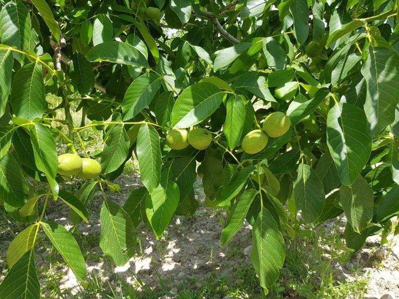 İlan Görseli https://cdn.ilanlar.com/images/l1/l2/30001866_1755030961937240719.jpg?mode=pad&bgcolor=F8FAFB