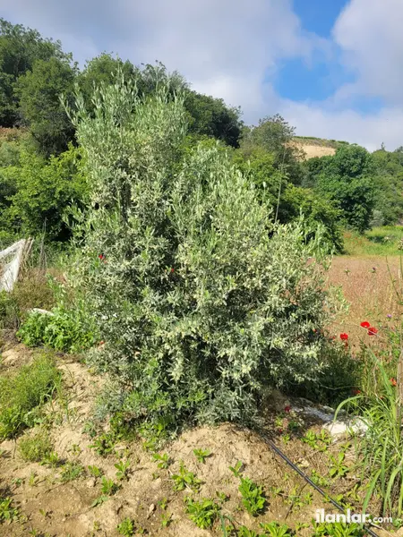 Manisa Sarıgöl Yeniköy Mahallesi 254 m² satılık bağ & Bahçe arsa - Fotoğraf 1