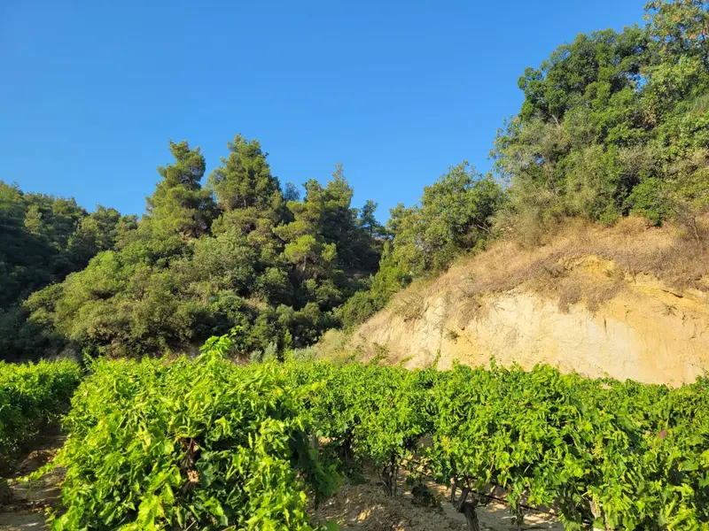 İlan Görseli https://cdn.ilanlar.com/images/l1/l2/{width}/{height}/30003993_1759649271616426851.jpg