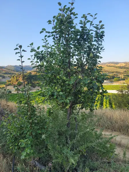 İlan Görseli https://cdn.ilanlar.com/images/l1/l2/{width}/{height}/30003995_1759649659311732613.jpg